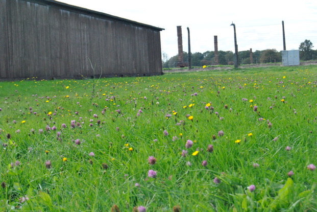 auschwitz wiese